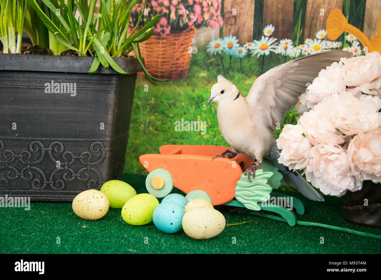 White collared dove landing among colored Easter eggs and spring flowers is a symbol of peace, love, Easter, new beginnings Stock Photo