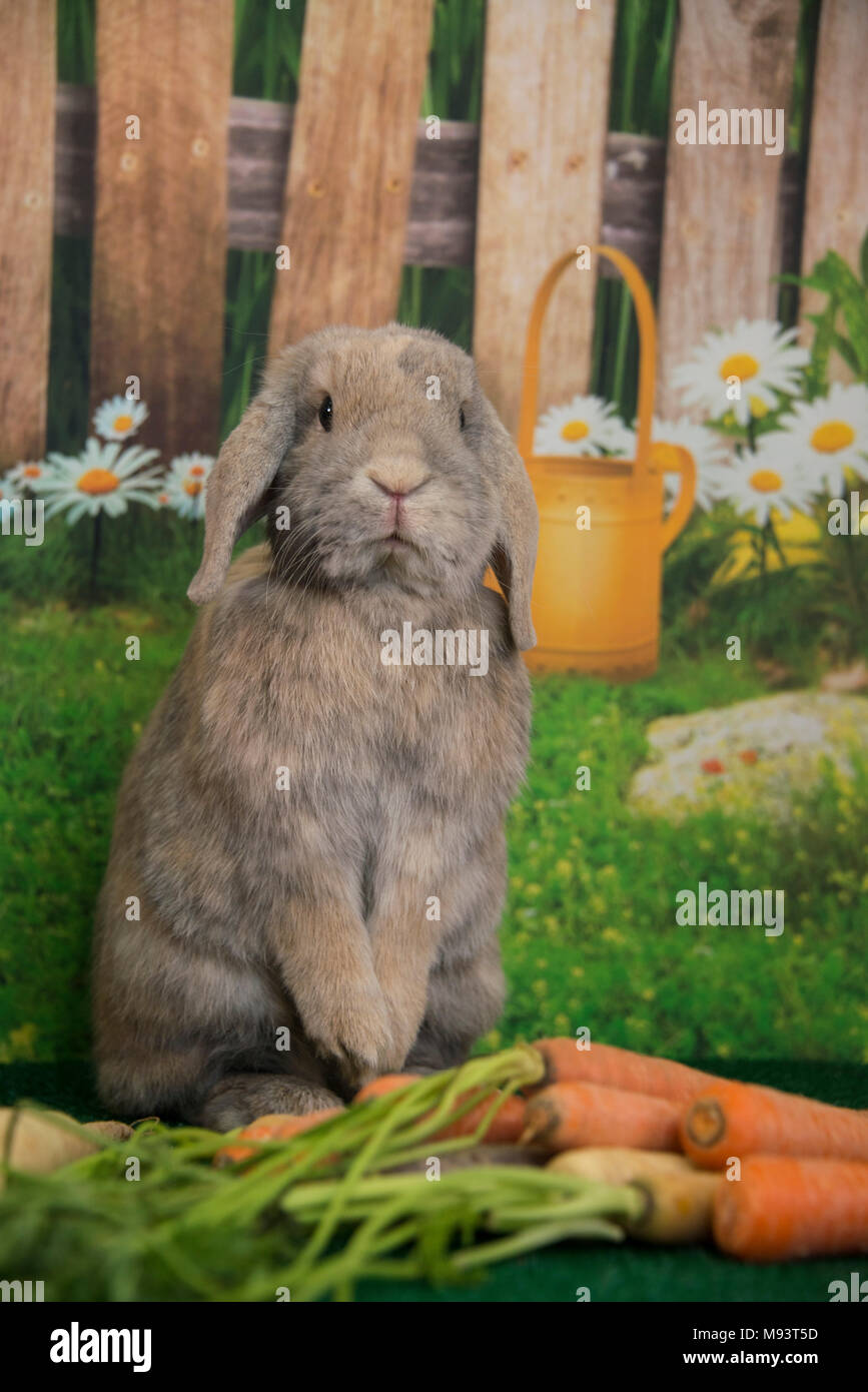 Easter bunny lop ear rabbit with farm eggs and basket of vegetables and spring flowers in springtime Stock Photo