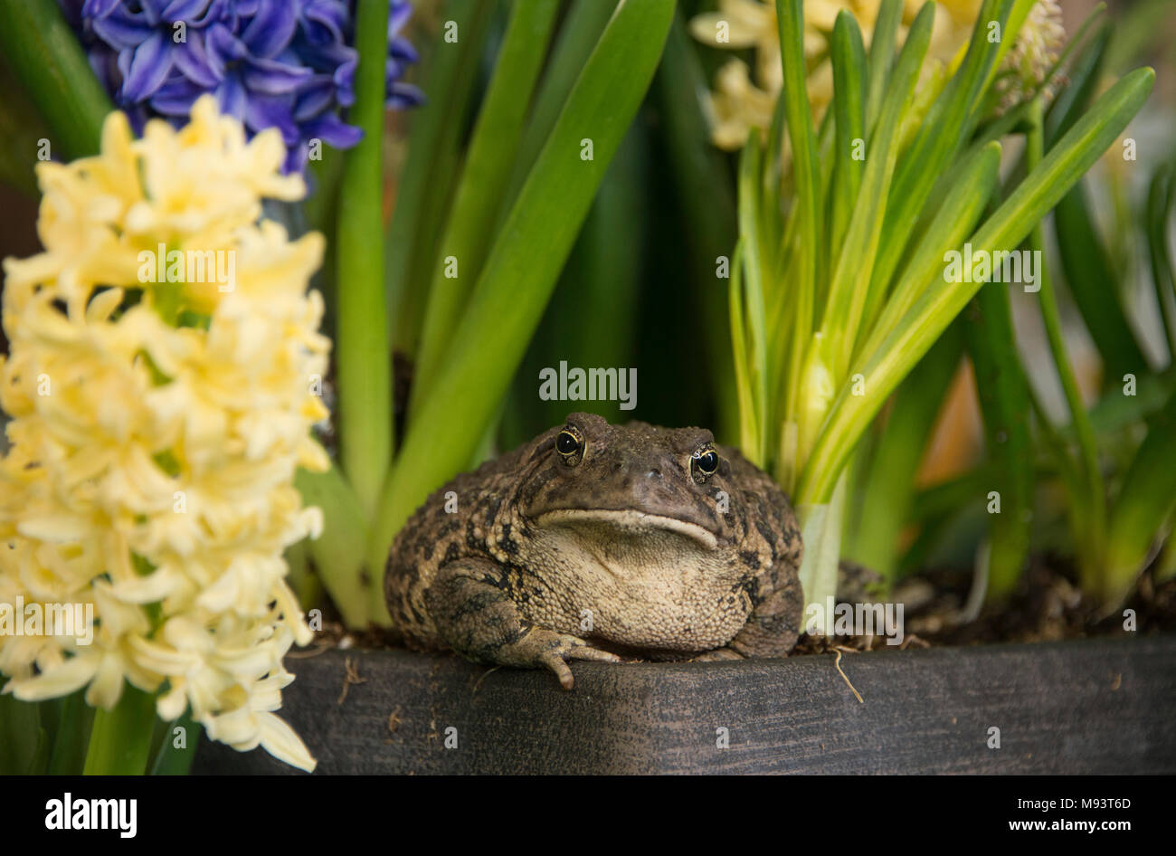 Toad frog with jewel-like golden eyes burrows in among spring blooming hyacinth and daffodil flowers Stock Photo