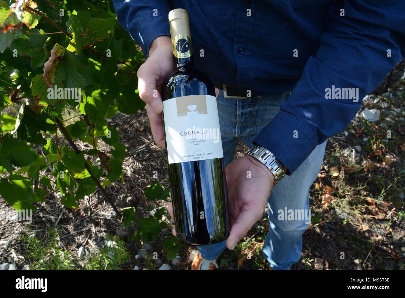 A swiss winemaker in a vineyard near Chamoson holding a bottle of Cornalin red wine, made of grapes grown in the Valais region of Switzerland. Stock Photo