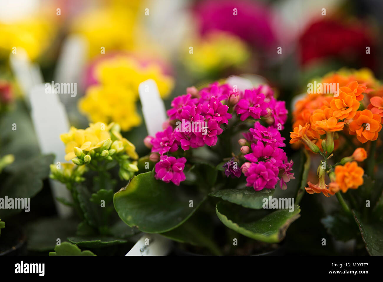 A colorful display of primroses (primula) in a nursery. Stock Photo