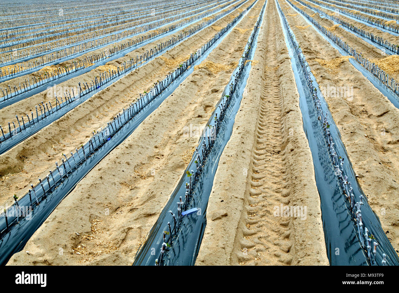 Rows of grafted & waxed wine grape cuttings planted in field rows. Stock Photo