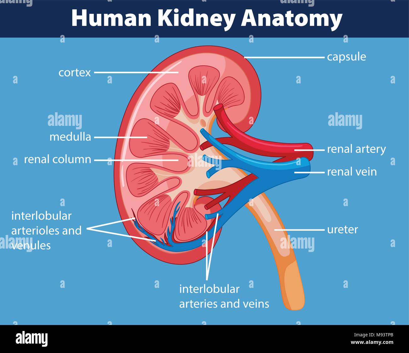 Anatomy Of A Kidney Diagram The Kidneys Anatomy And 3D Illustrations 