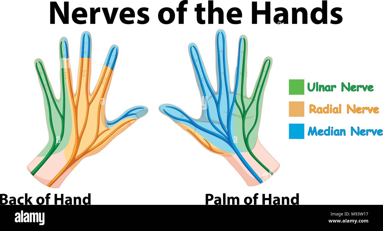 Diagram and Wiring: Diagram Of Hand Nerves