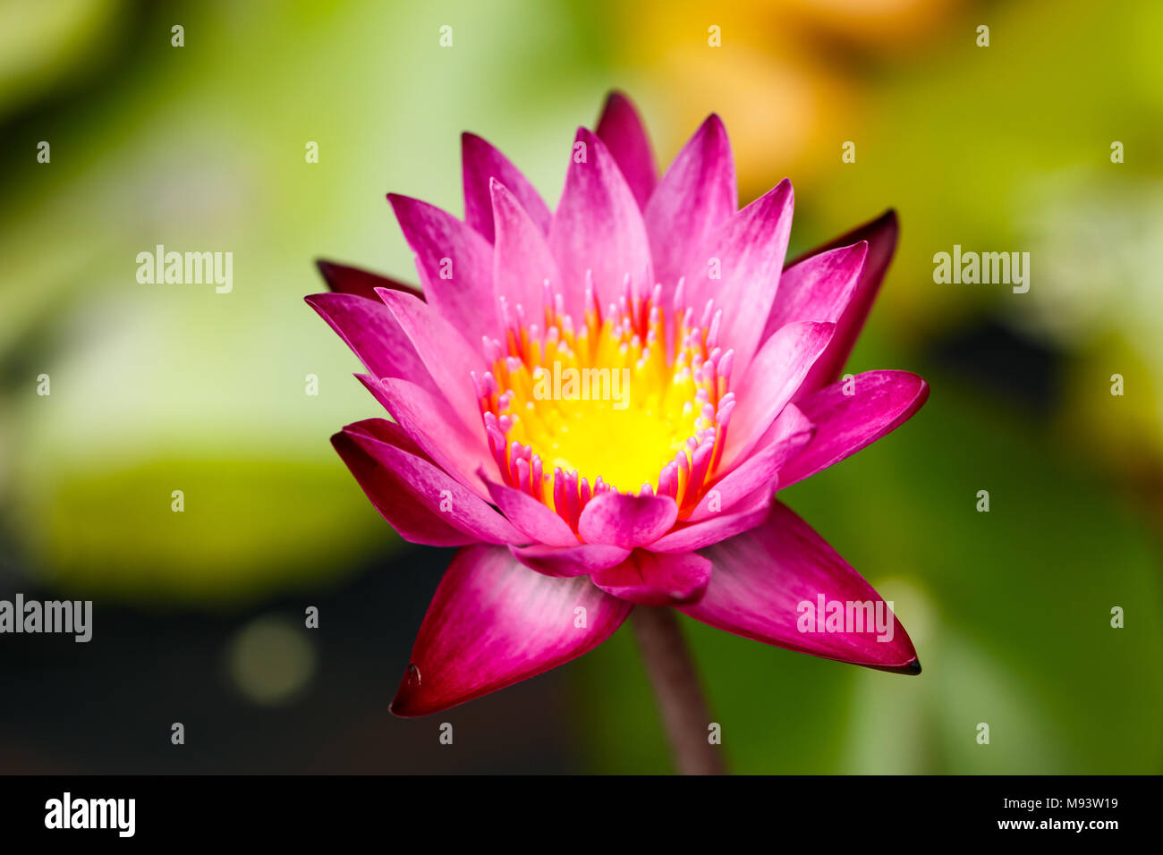 Pink lotus flowers growing upright Stock Photo Alamy