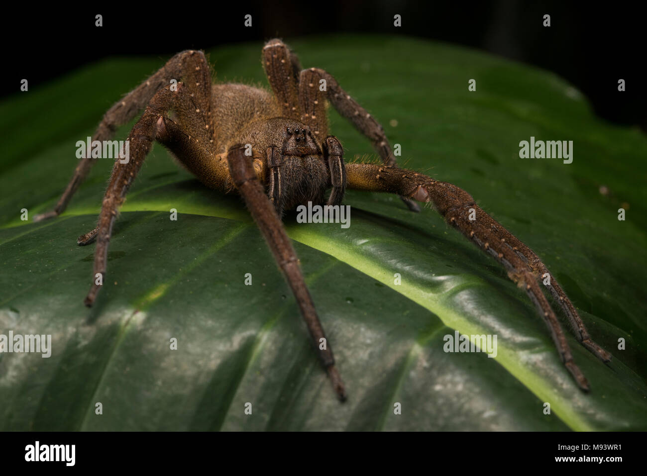 A wandering spider (Phoneutria species) from the Peruvian jungle. These spiders are thought to have one of the most potent of venoms among spiders. Stock Photo