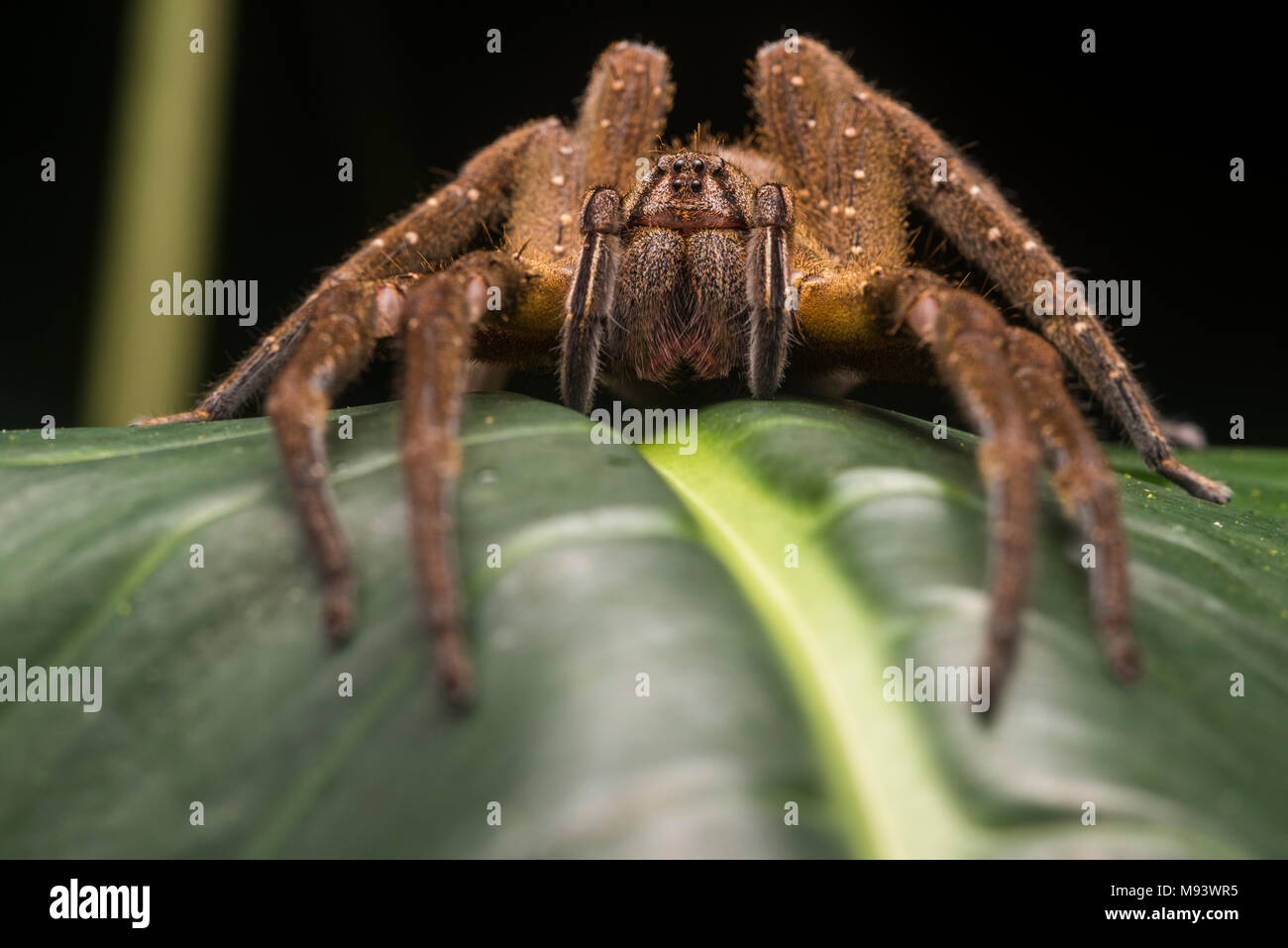 A wandering spider (Phoneutria species) from the Peruvian jungle. These spiders are thought to have one of the most potent of venoms among spiders. Stock Photo
