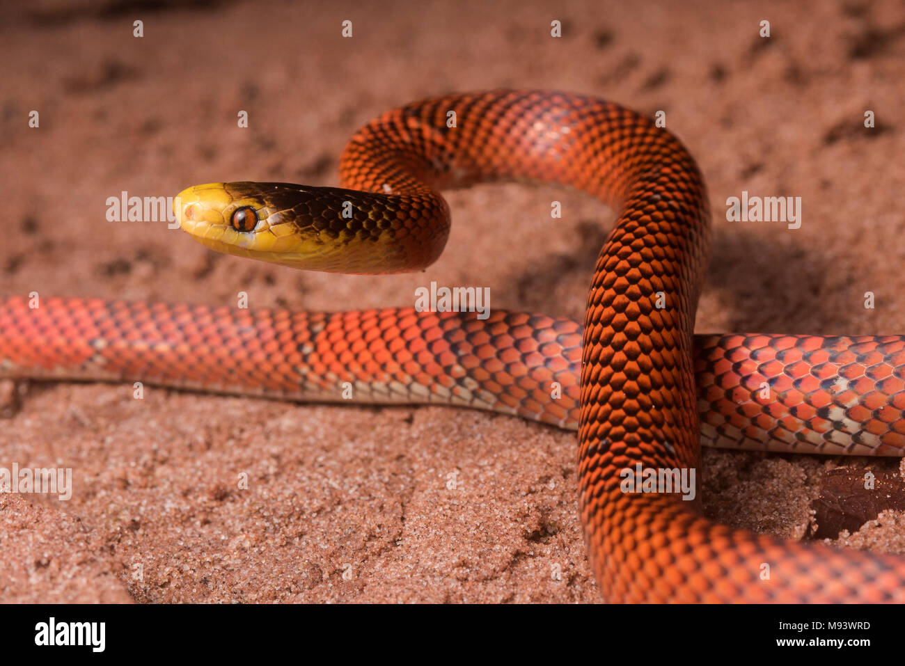 The Formosa false coral snake (Oxyrhopus formosus) is a harmless snake species.  It is one of the most colorful snakes in the jungle. Stock Photo