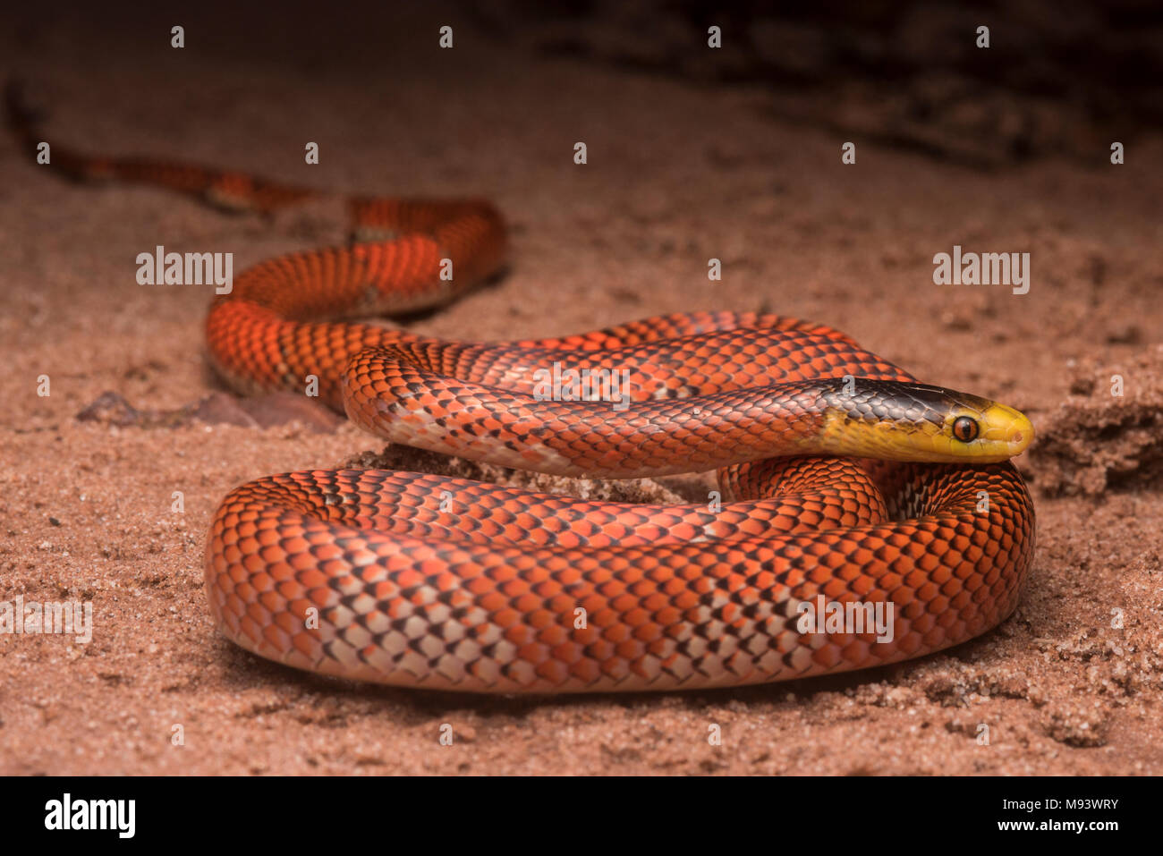 Harmless snakes hi res stock photography and images Alamy