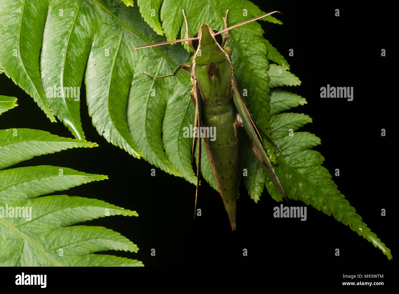 A green sphinx moth from Peru sitting on some ferns. Stock Photo
