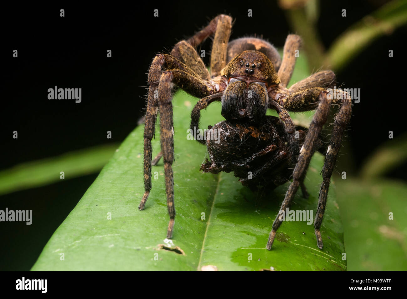 A big spider eating something else, potentially another spider, in the Peruvian jungle. Stock Photo