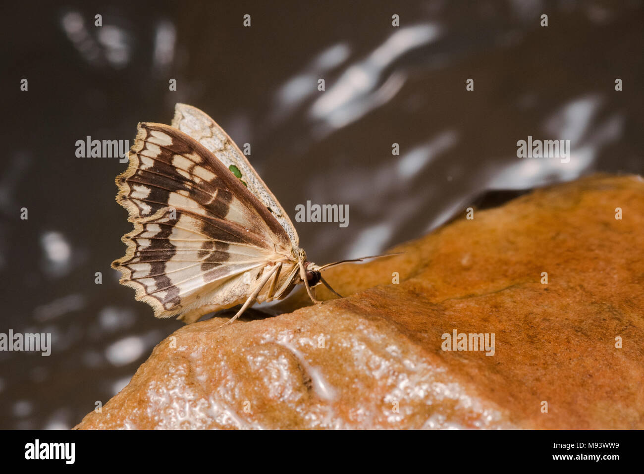 A butterfly sits next to a jungle stream in Peru. Stock Photo