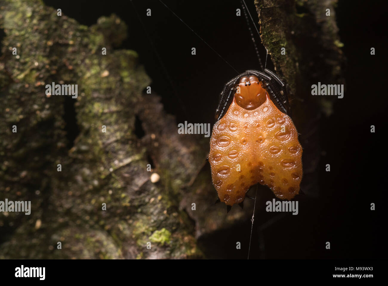 An oddly shaped orb weaver spider from Peru. Stock Photo