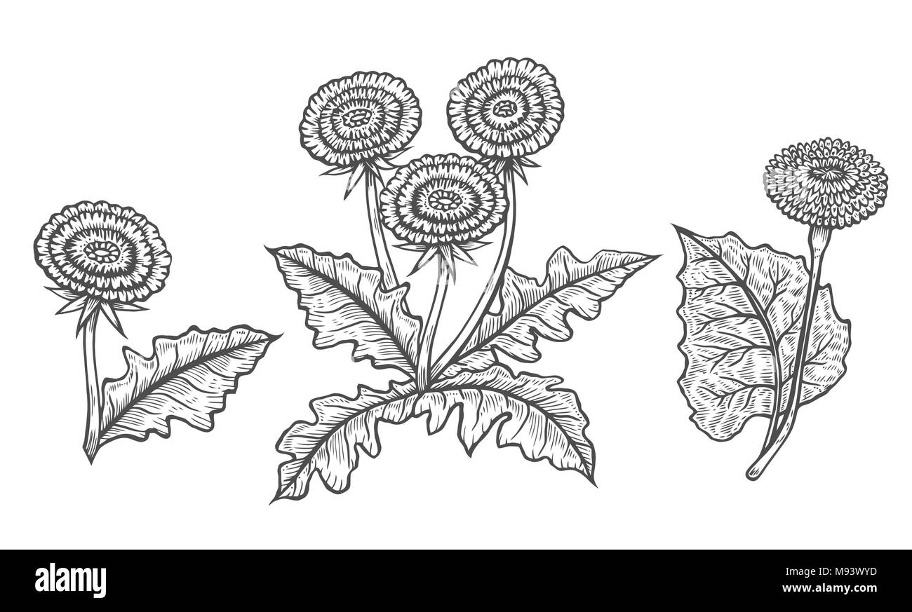 Hand drawn of Coltsfoot in engraving style. Vector images of medicinal plants. Detailed botanical illustration for your design. Biological additives a Stock Vector