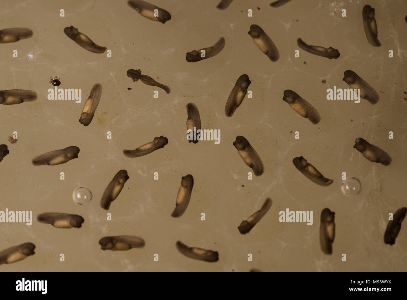 A mass of tadpoles growing in a puddle in Peru. Stock Photo