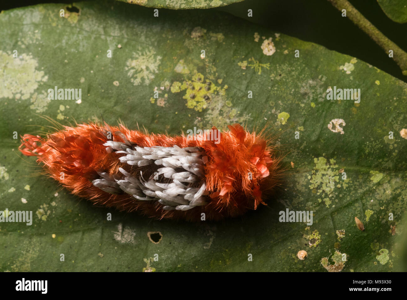 Red Caterpillar High Resolution Stock Photography And Images Alamy