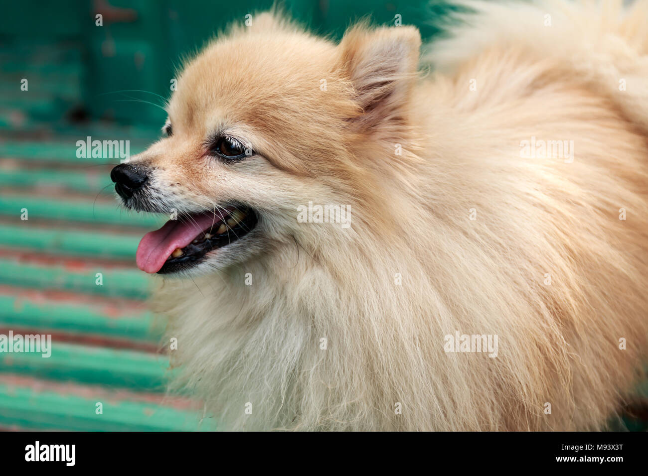 Brown pomeranian hi-res stock photography and images - Alamy