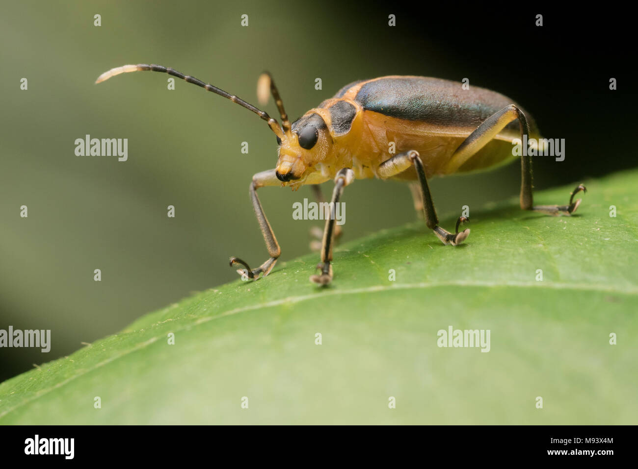 A leaf beetle (Family Chrysomelidae) from Peru. Stock Photo