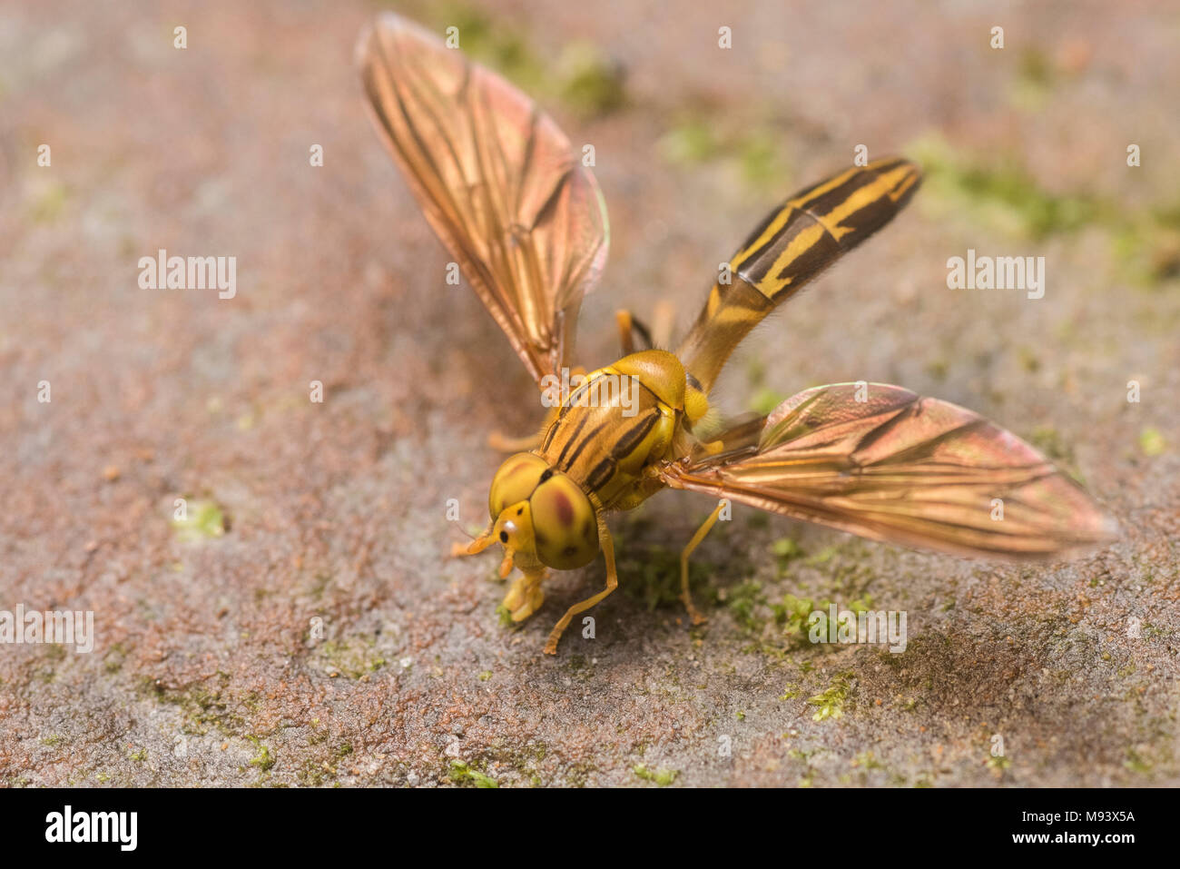 A tropical hover fly from Peru. Stock Photo