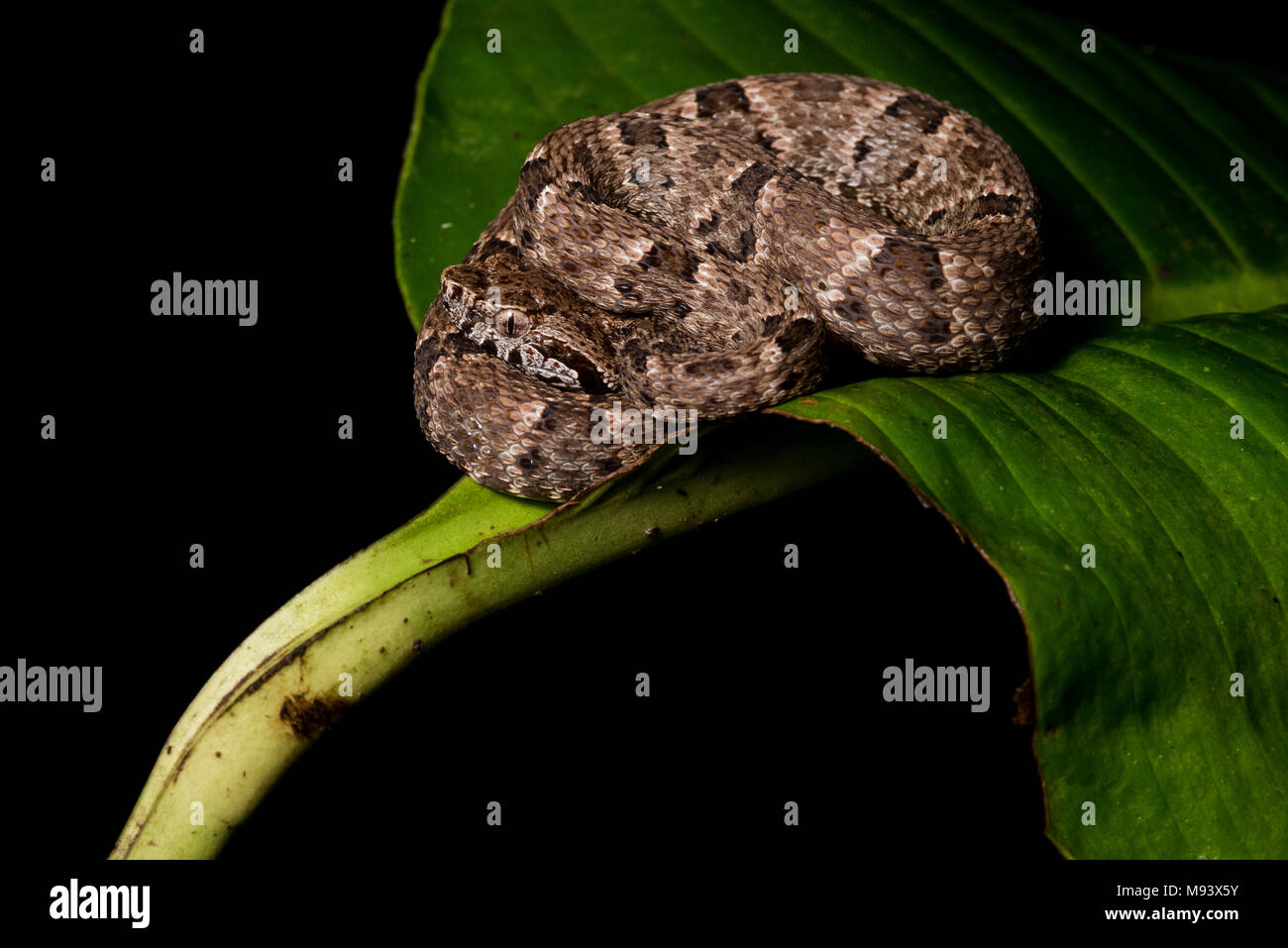 A small fer de lance (Bothrops atrox) a dangerously venomous snake from the Neotropics. Stock Photo