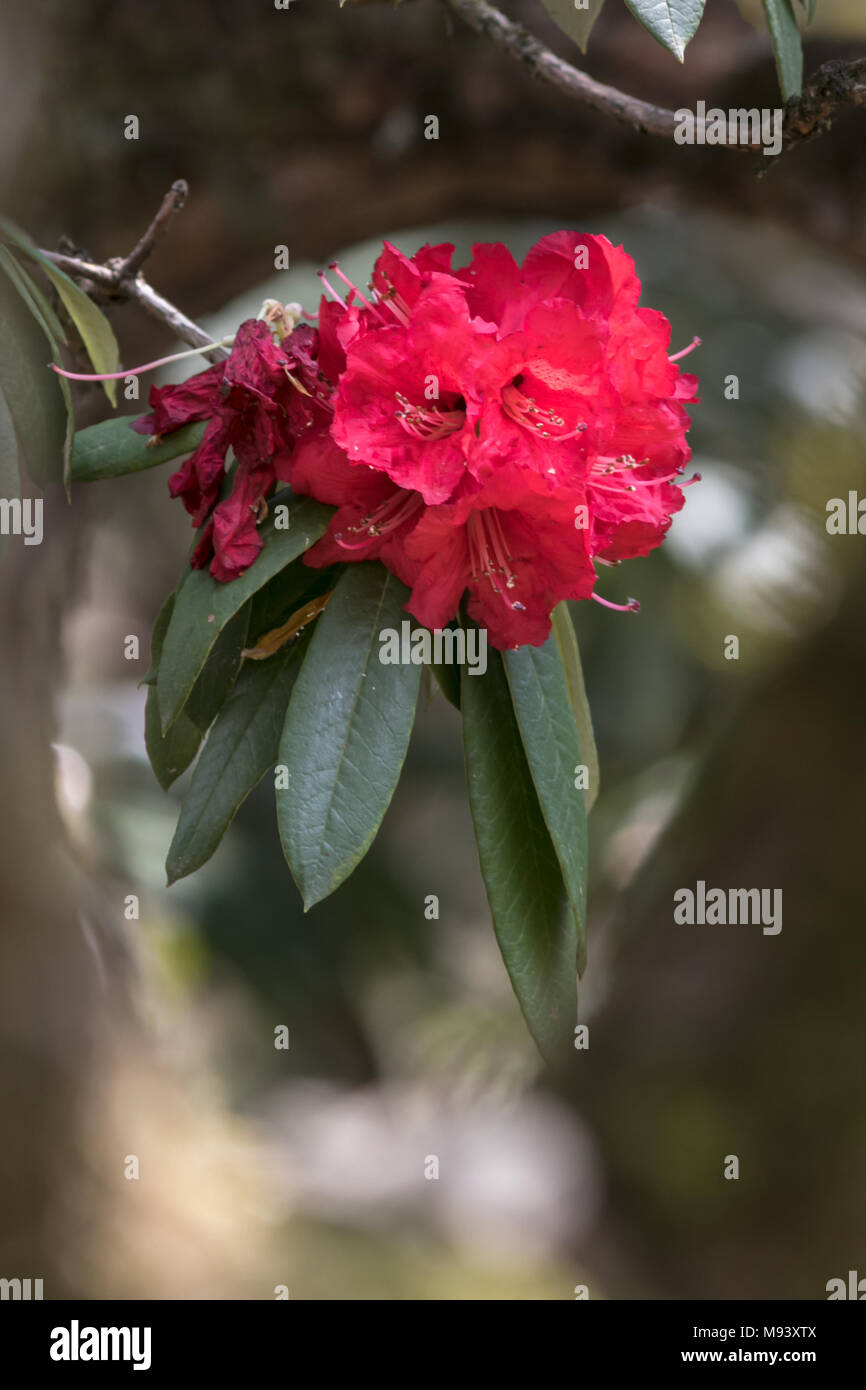 National flower of india hi-res stock photography and images - Alamy