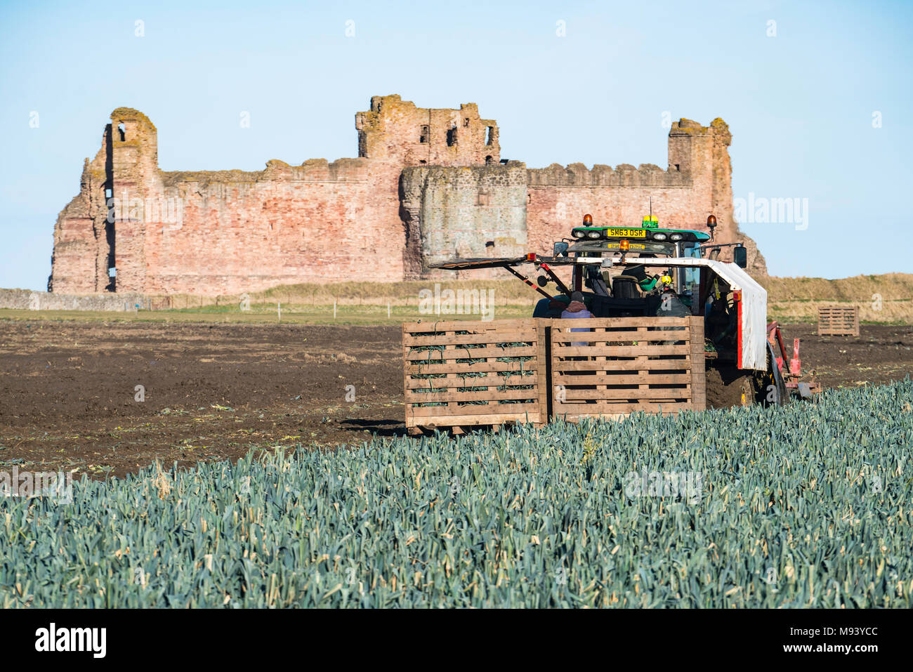 View of farm workers harvesting field of leeks in front of Tantallon Castle in East Lothian, Scotland, United Kingdom Stock Photo