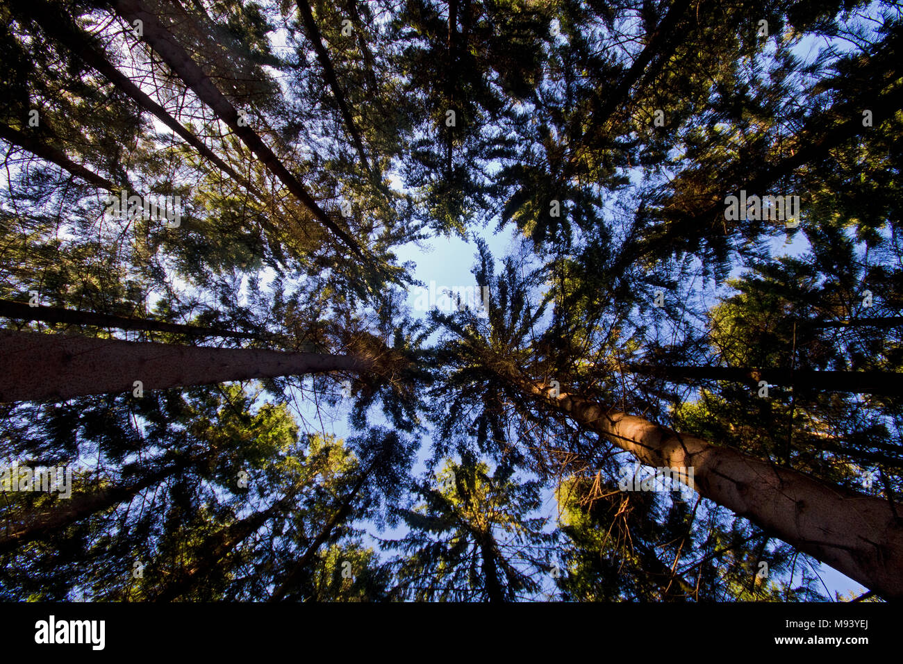 Tall pine trees against a blue sky seen through a wide-angle lens from the forest floor Stock Photo