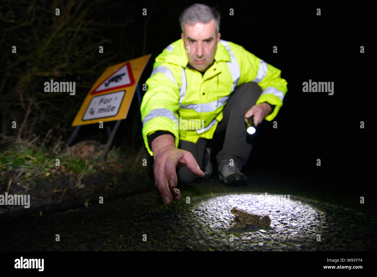 Toad Patrol on a busy Hampshire lane. In early spring every year, thousands of toads, frogs and newts migrate from their hibernation sites to breeding Stock Photo
