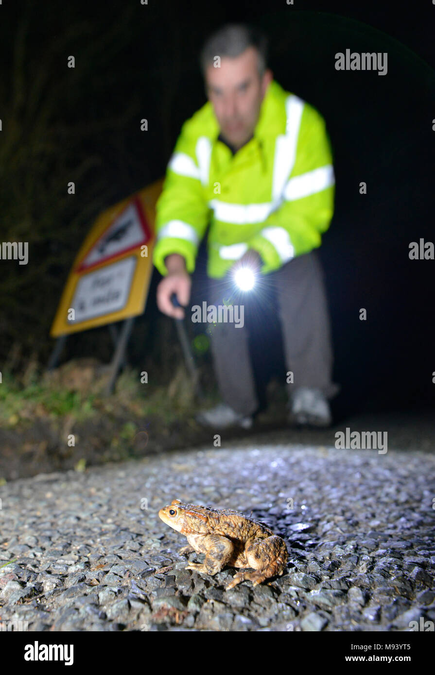 Toad Patrol on a busy Hampshire lane. In early spring every year, thousands of toads, frogs and newts migrate from their hibernation sites to breeding Stock Photo