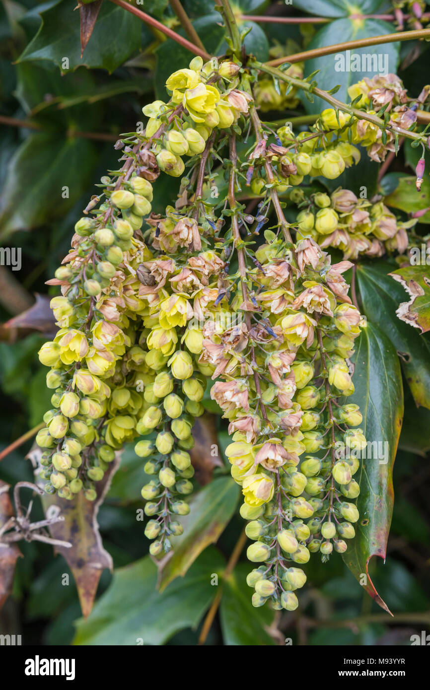 Mahonia bealei (Beale's barberry, Beal's mahonia, Leatherleaf mahonia) with yellow berries in early Spring in the UK. Stock Photo