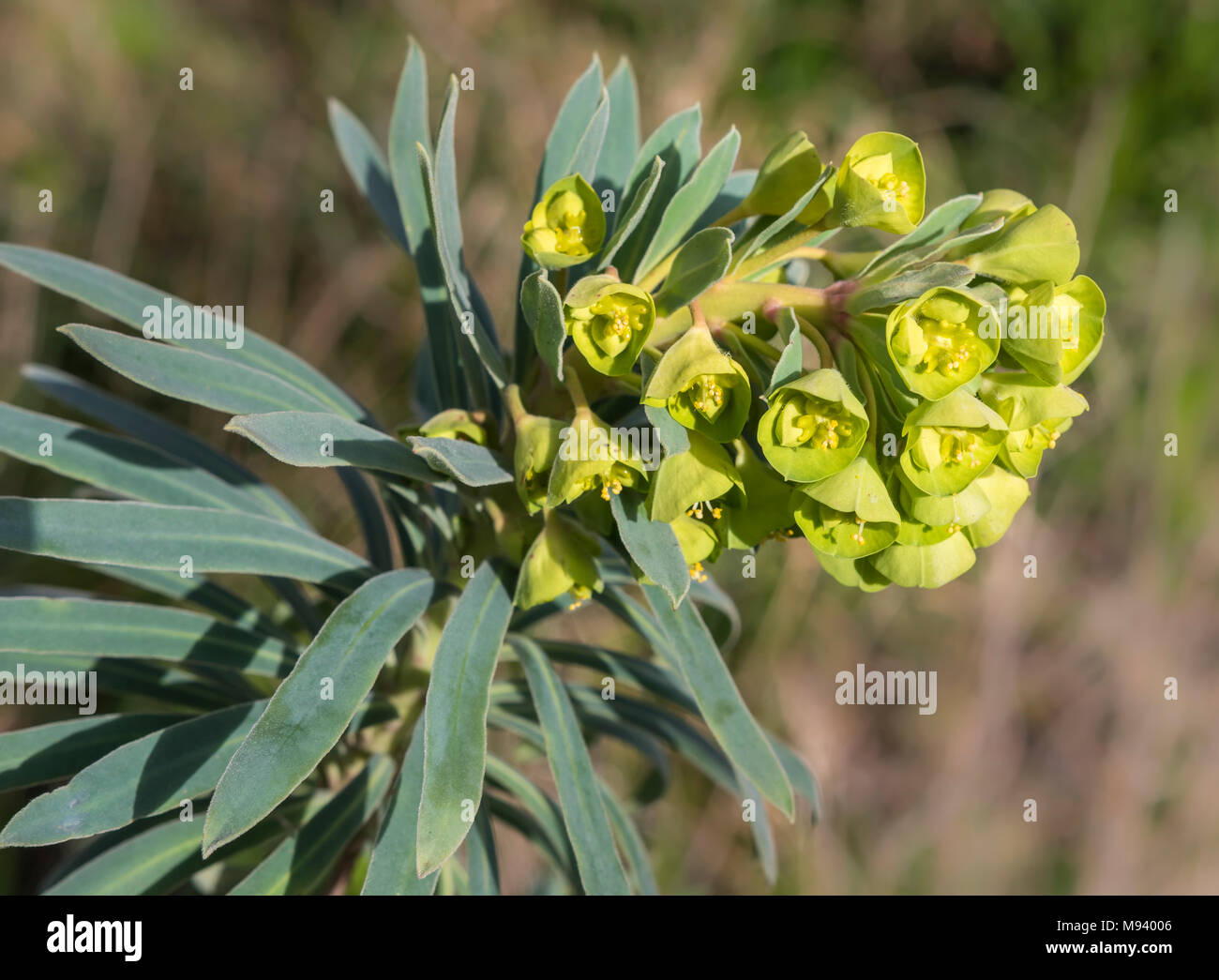 Euphorbia characias subsp. wulfenii (Mediterranean spurge) plant growing in early Spring in the South of the UK. Stock Photo
