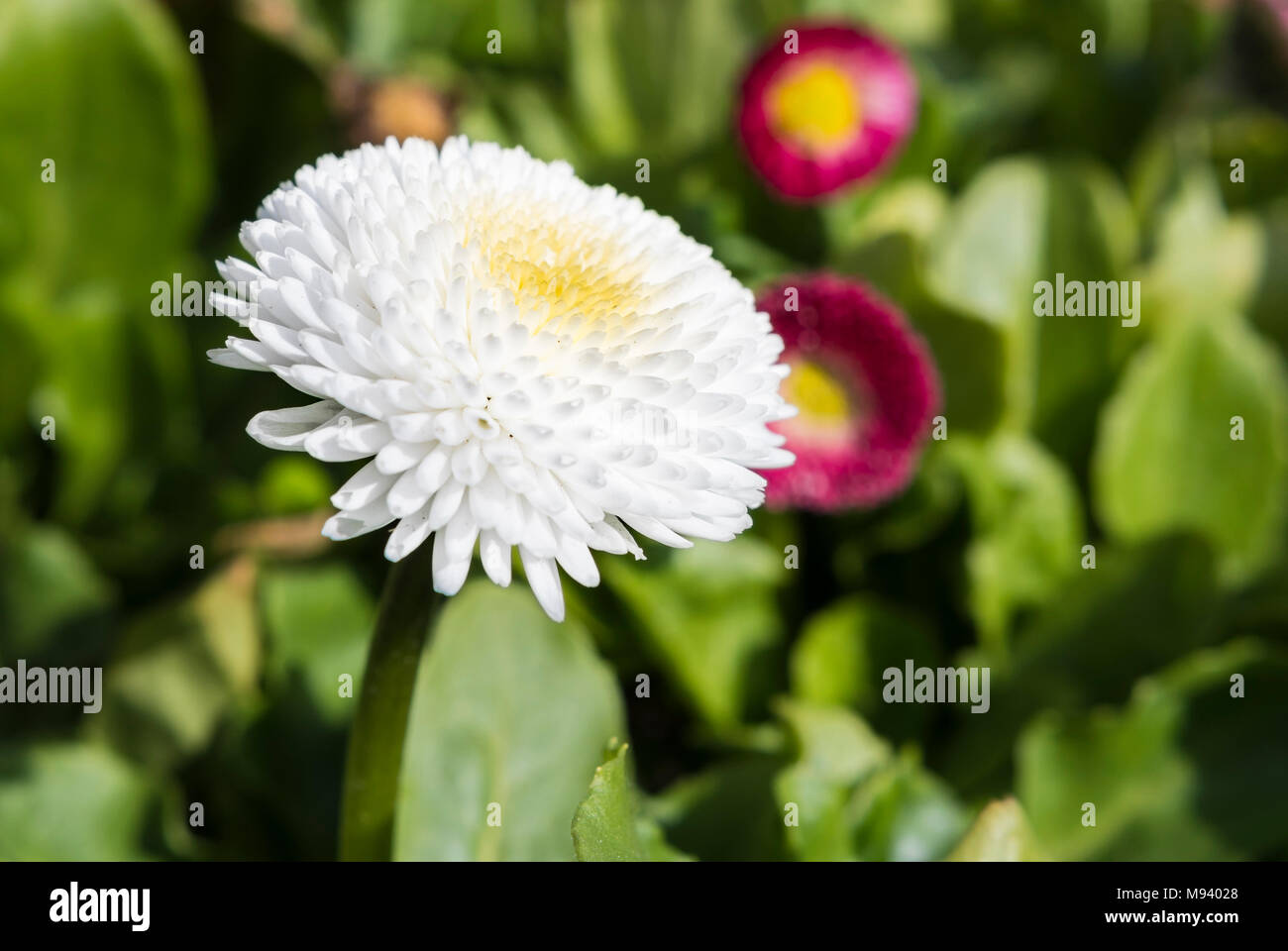 Bellis perennis, probably 'Pomponette White' from the Pomponette Series, ad English daisy growing in Spring in the UK. White Lawn Daisy. Stock Photo