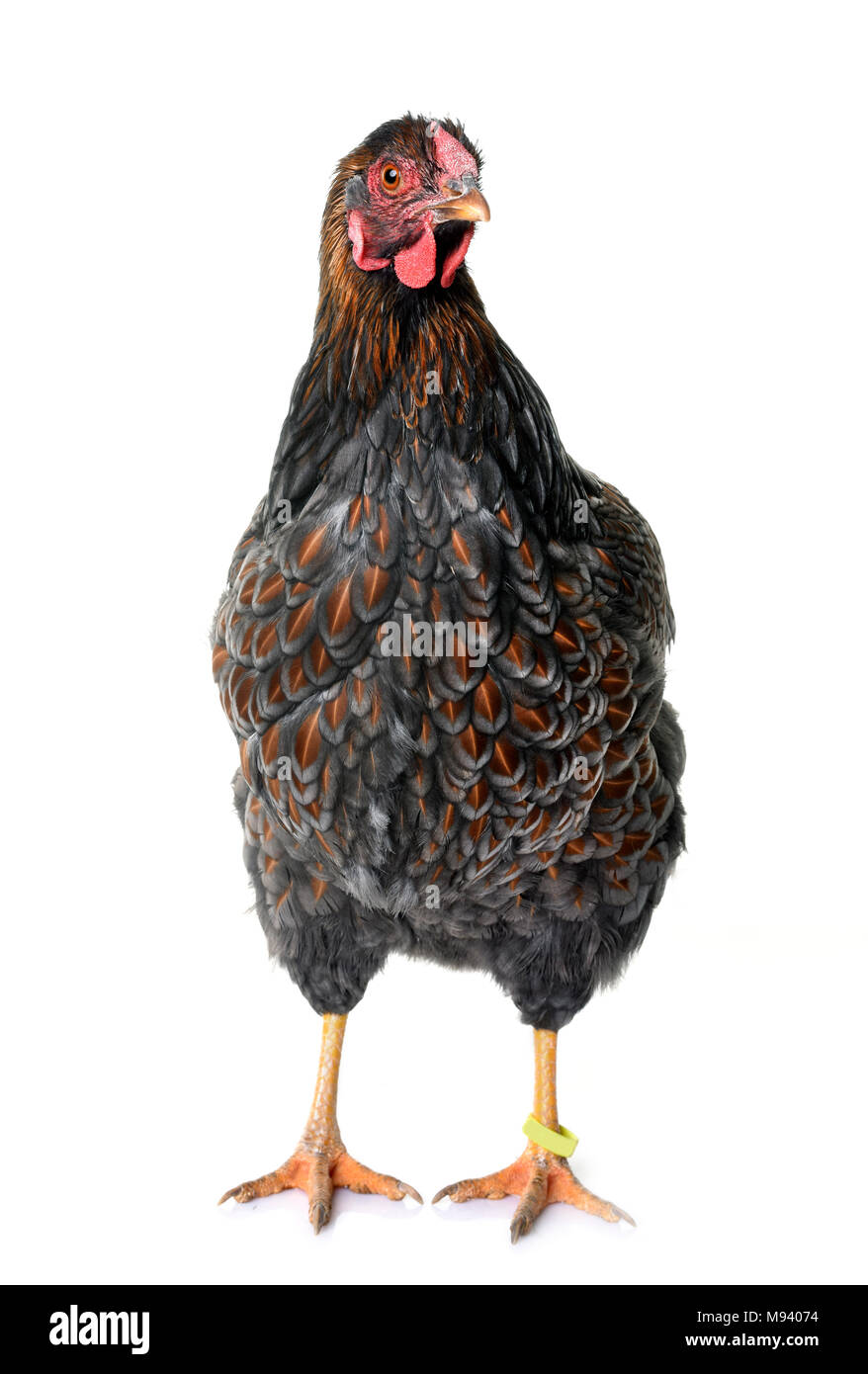 Blue Laced Wyandotte In Front Of White Background Stock Photo Alamy