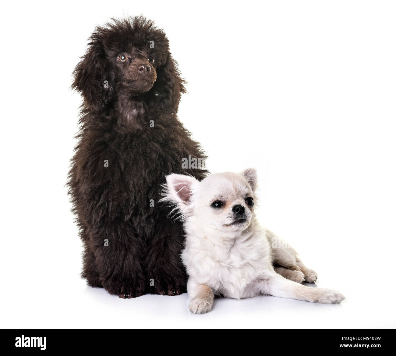 miniature poodle chihuahua