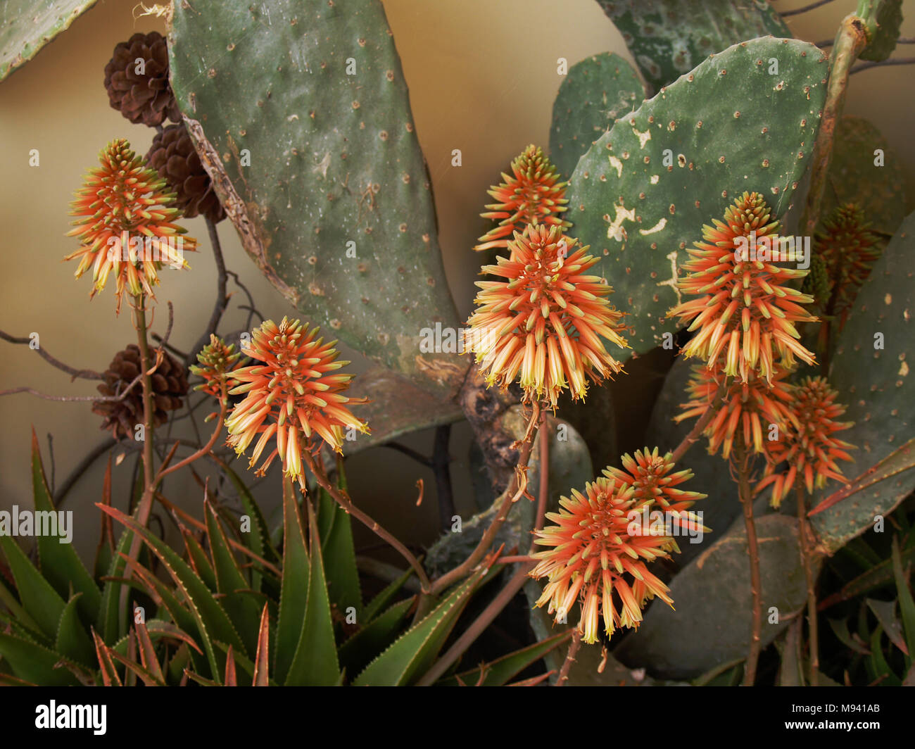 Cacti and succulents close up with flowers Stock Photo