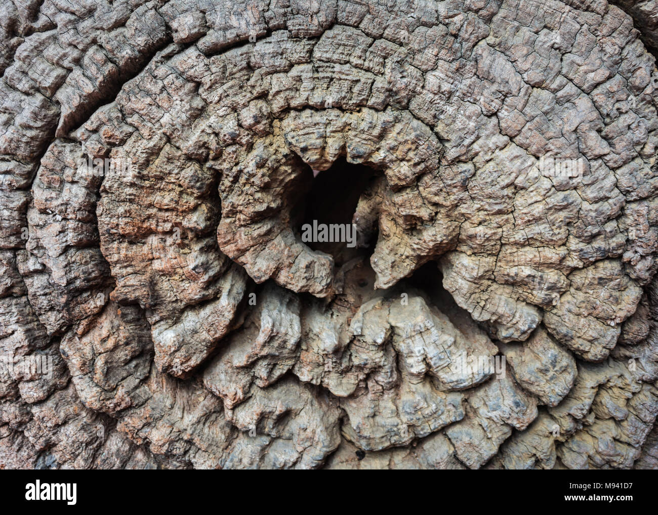 Annual Ring Stock Photos & Annual Ring Stock Images Alamy