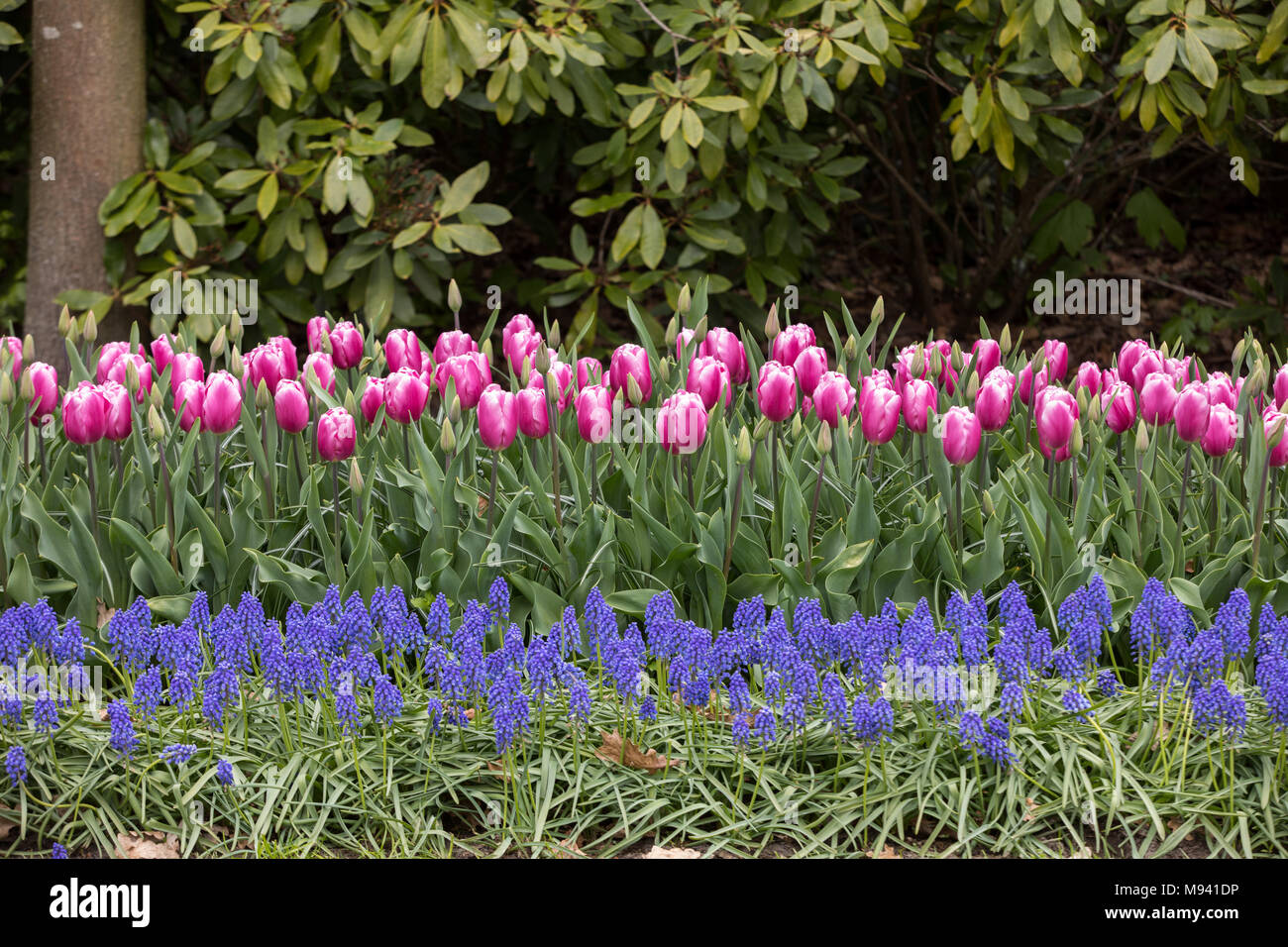 pink tulips and blue hyacinth blooming in a garden Stock Photo - Alamy