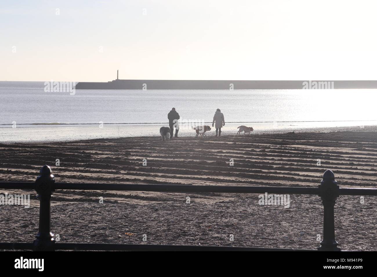 Walking dogs at dawn hires stock photography and images Alamy