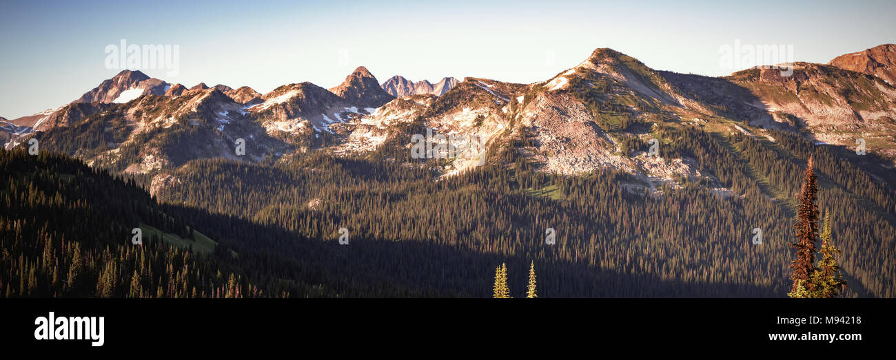 Dense cover hi-res stock photography and images - Alamy