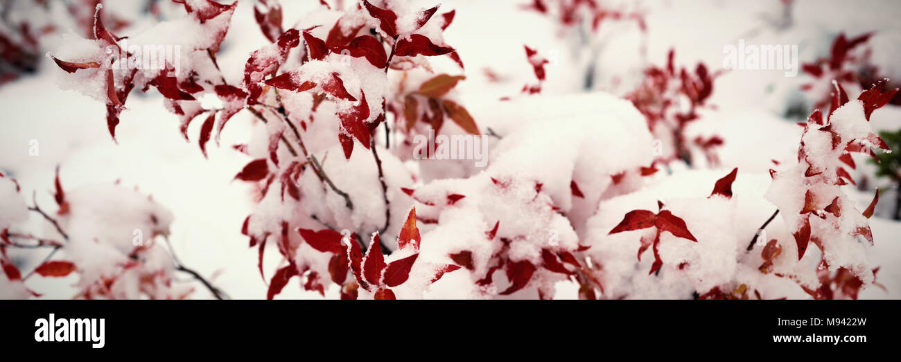 Flora covered with snow Stock Photo