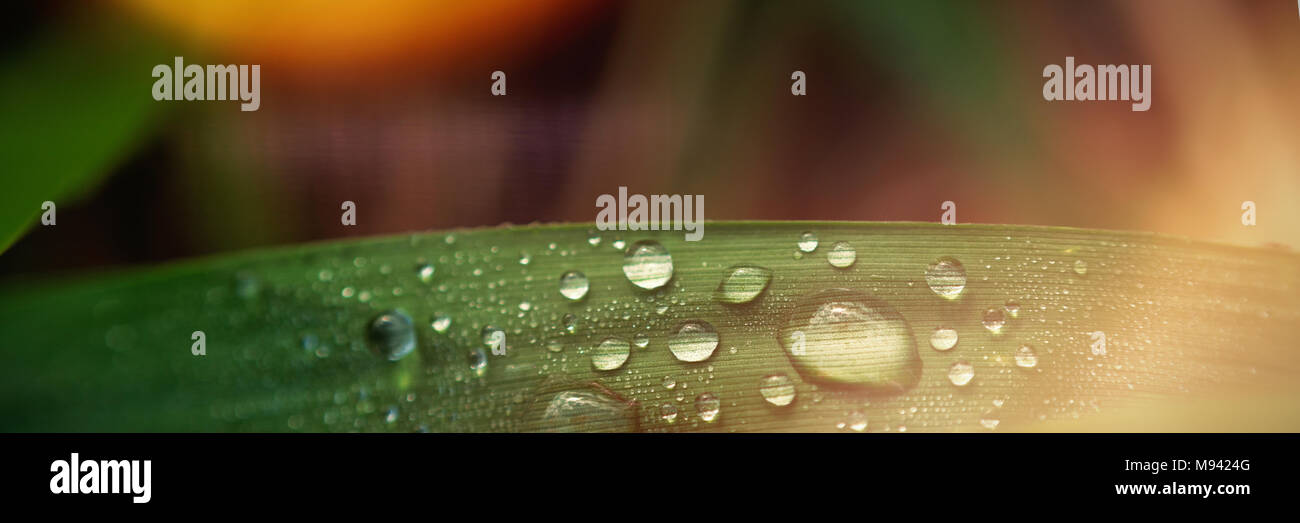 Dew drops on the green leaves Stock Photo
