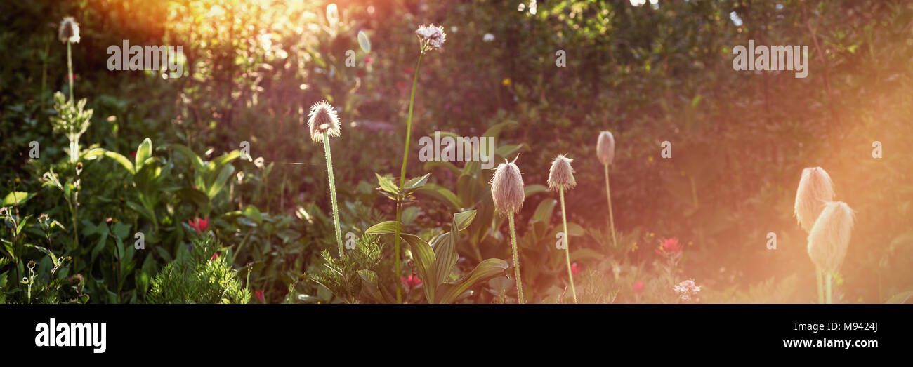 Wildflower in forest hi-res stock photography and images - Alamy