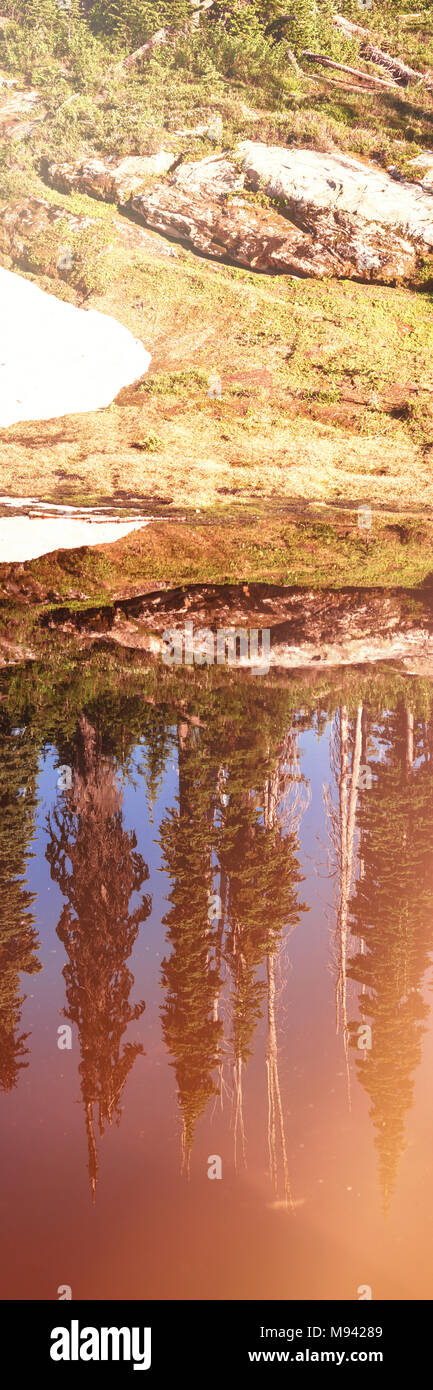 Reflection dense coniferous trees hi-res stock photography and images ...