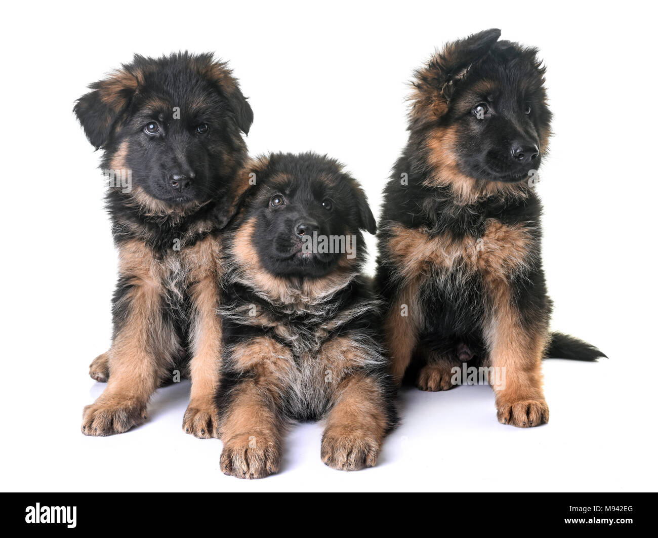 овчарка мальчик. клички для собак кобелей овчарок. имя овчарки кобеля щенка немецкой. стрижки шотландских овчарок.