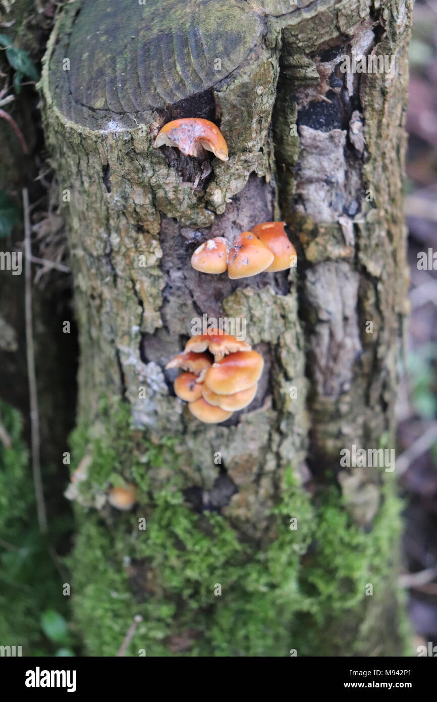 Small yellow and orange bracket fungus on a mossy tree stump with bark missing Stock Photo