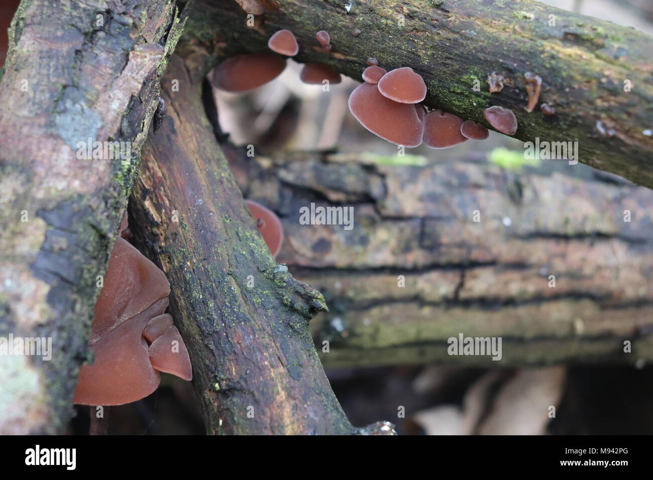 Jelly Ear Fungus / Auricularia auricula-judae Stock Photo