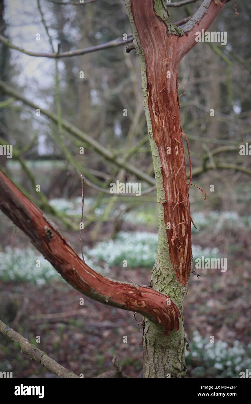 Damage caused by Deer stripping bark off young trees / saplings Stock Photo