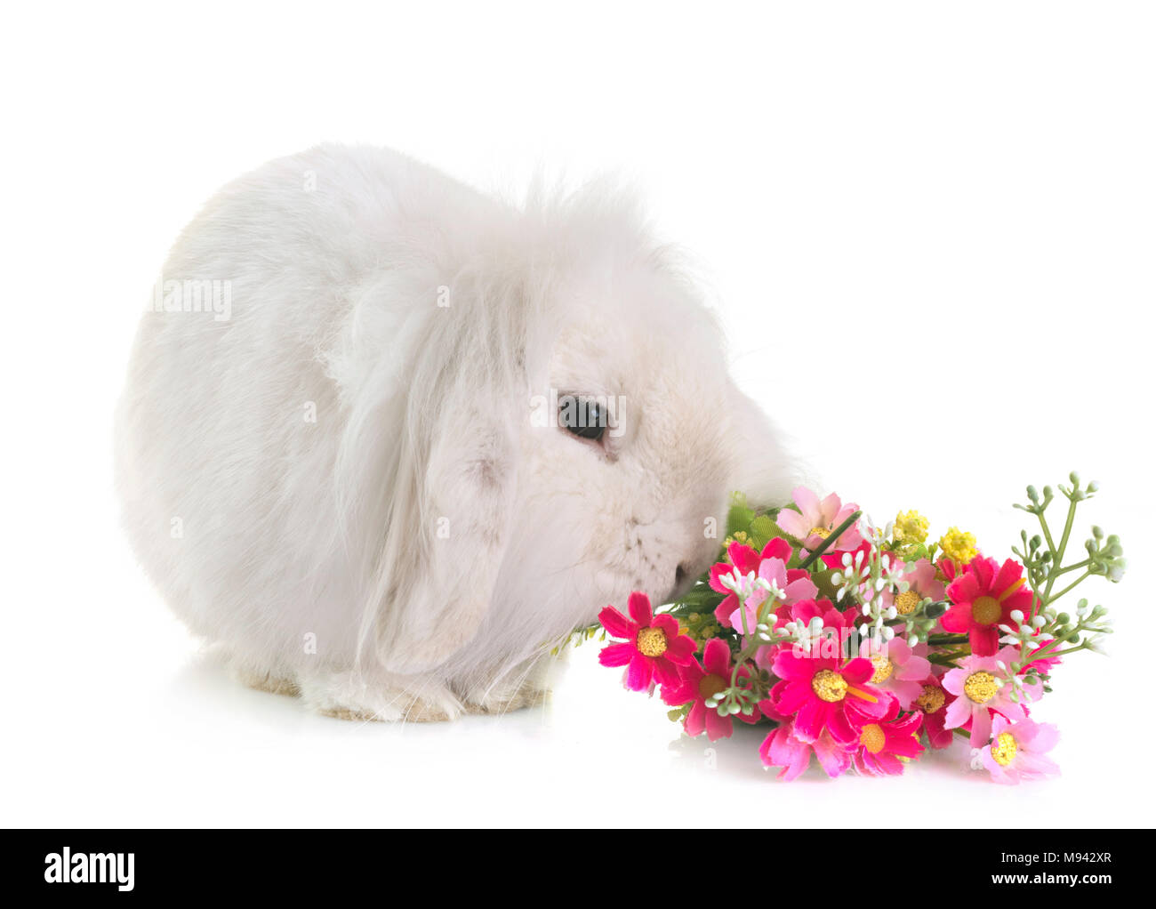 aries rabbit in front of white background Stock Photo