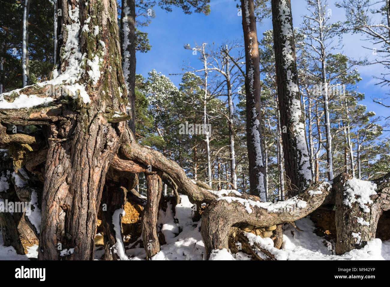Scots Pine roots in Caledonian forest in the Cairngorms National Park ...