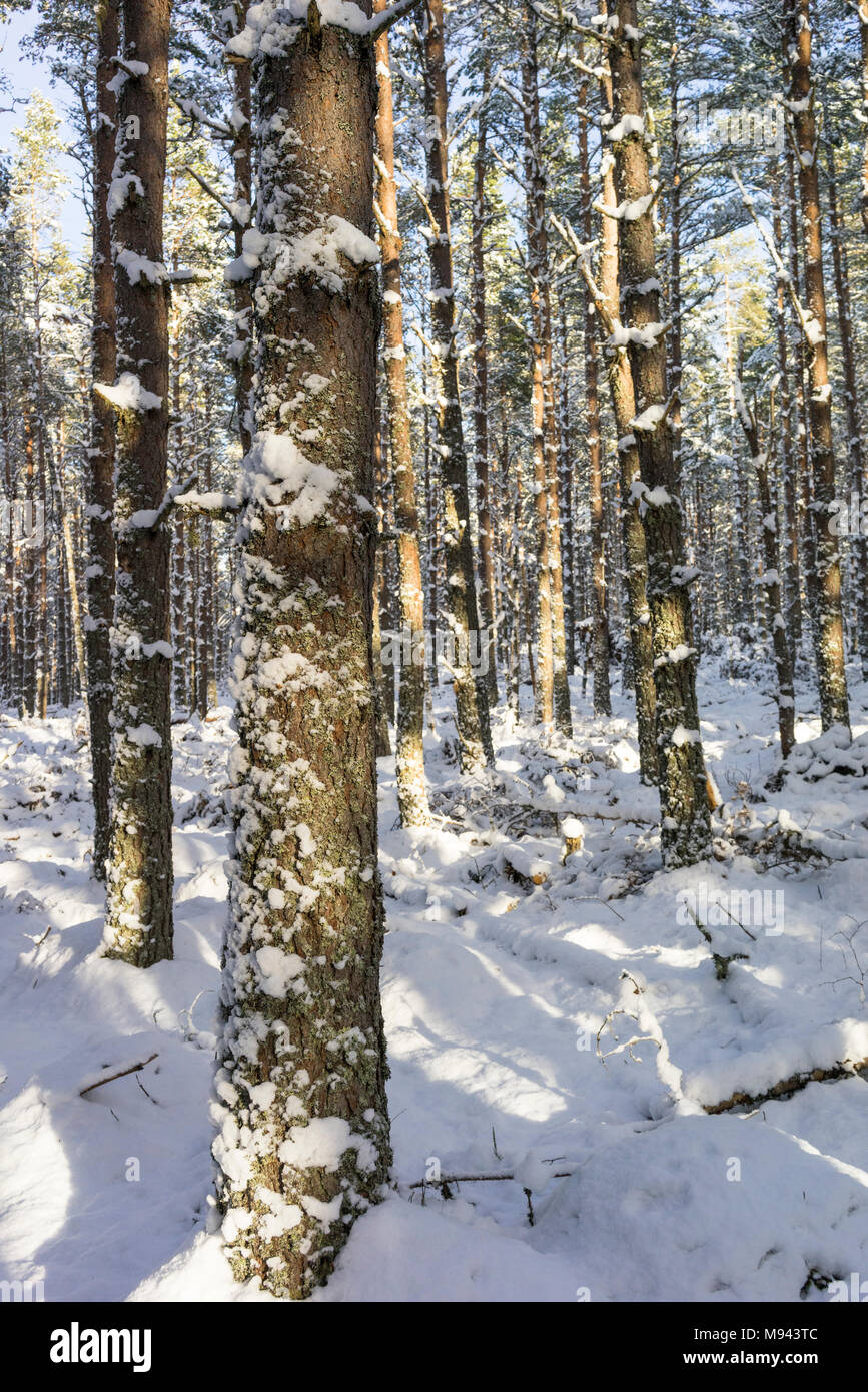 Winter scene at Abernethy Forest In the Cairngorms National Park of Scotland. Stock Photo